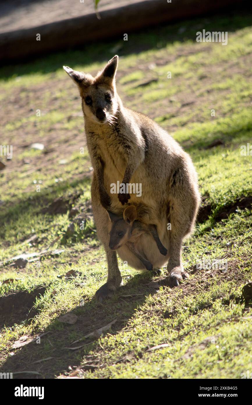 The swamp wallaby has dark brown fur, often with lighter rusty patches on the belly, chest and base of the ears. Stock Photo
