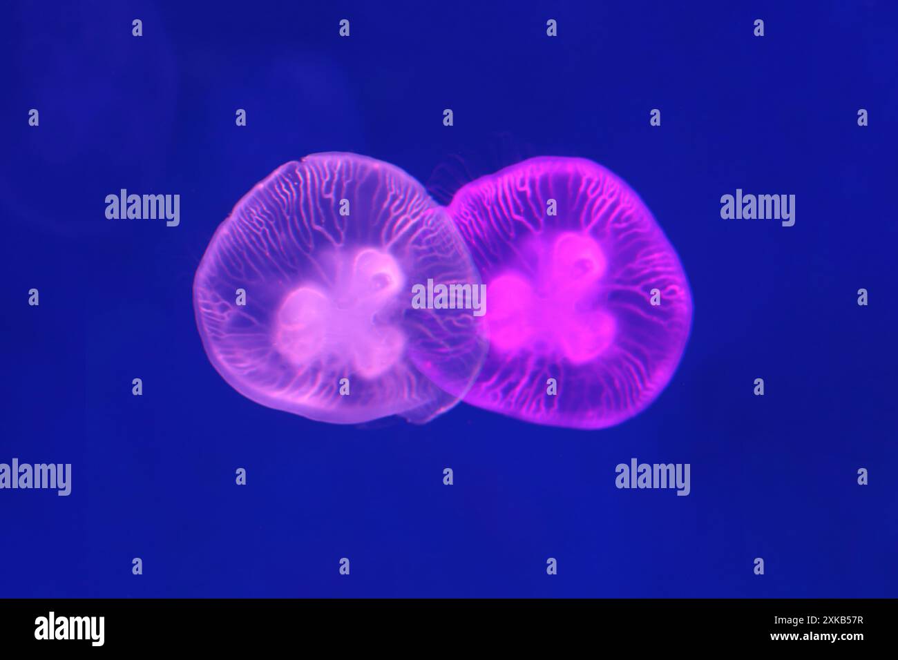 Small jellyfish or medusa of  bright purple color from the lights of Blacklight lamp. Stock Photo