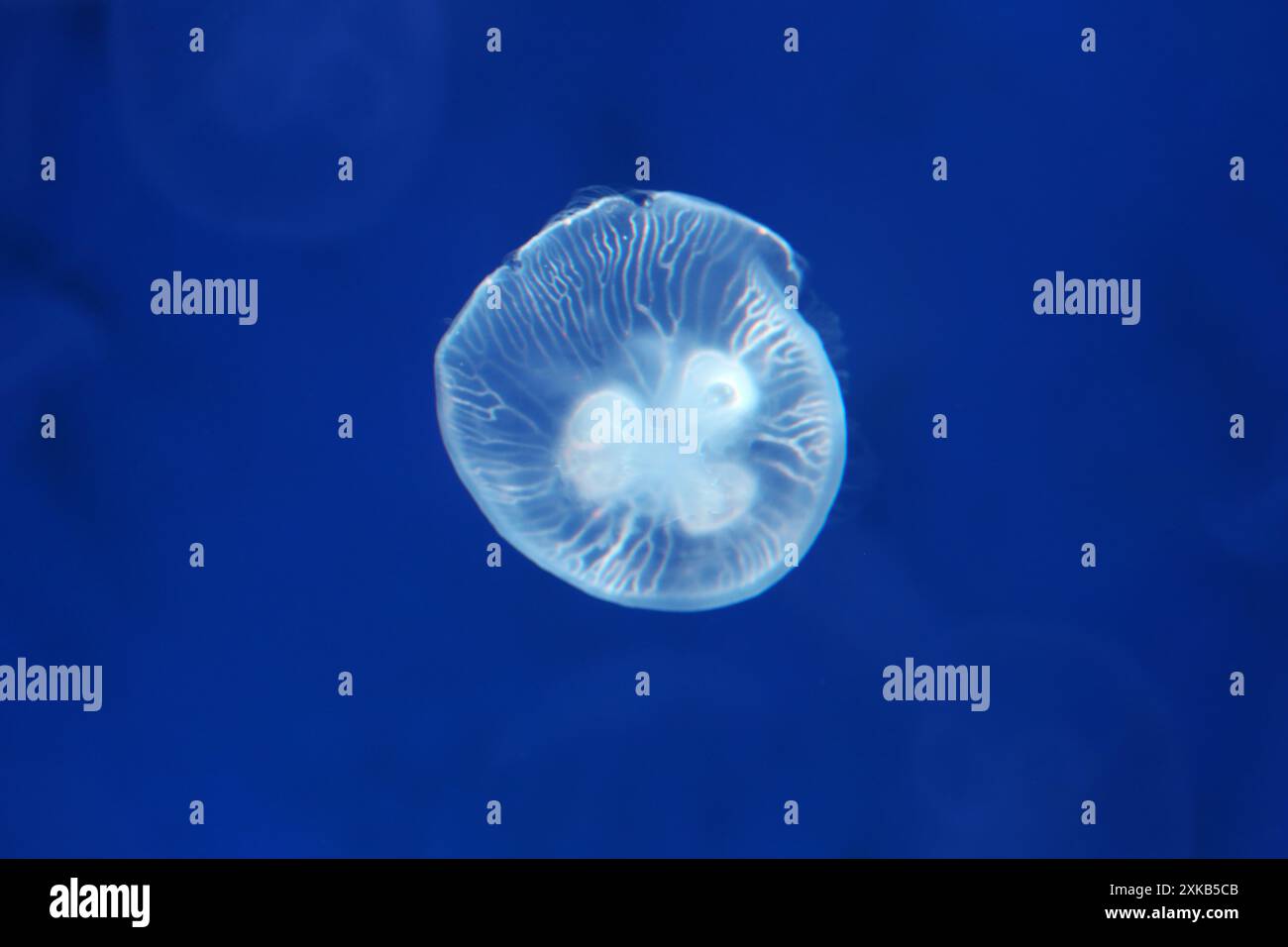 Small jellyfish or medusa of  bright white color from the lights of Blacklight lamp. Stock Photo