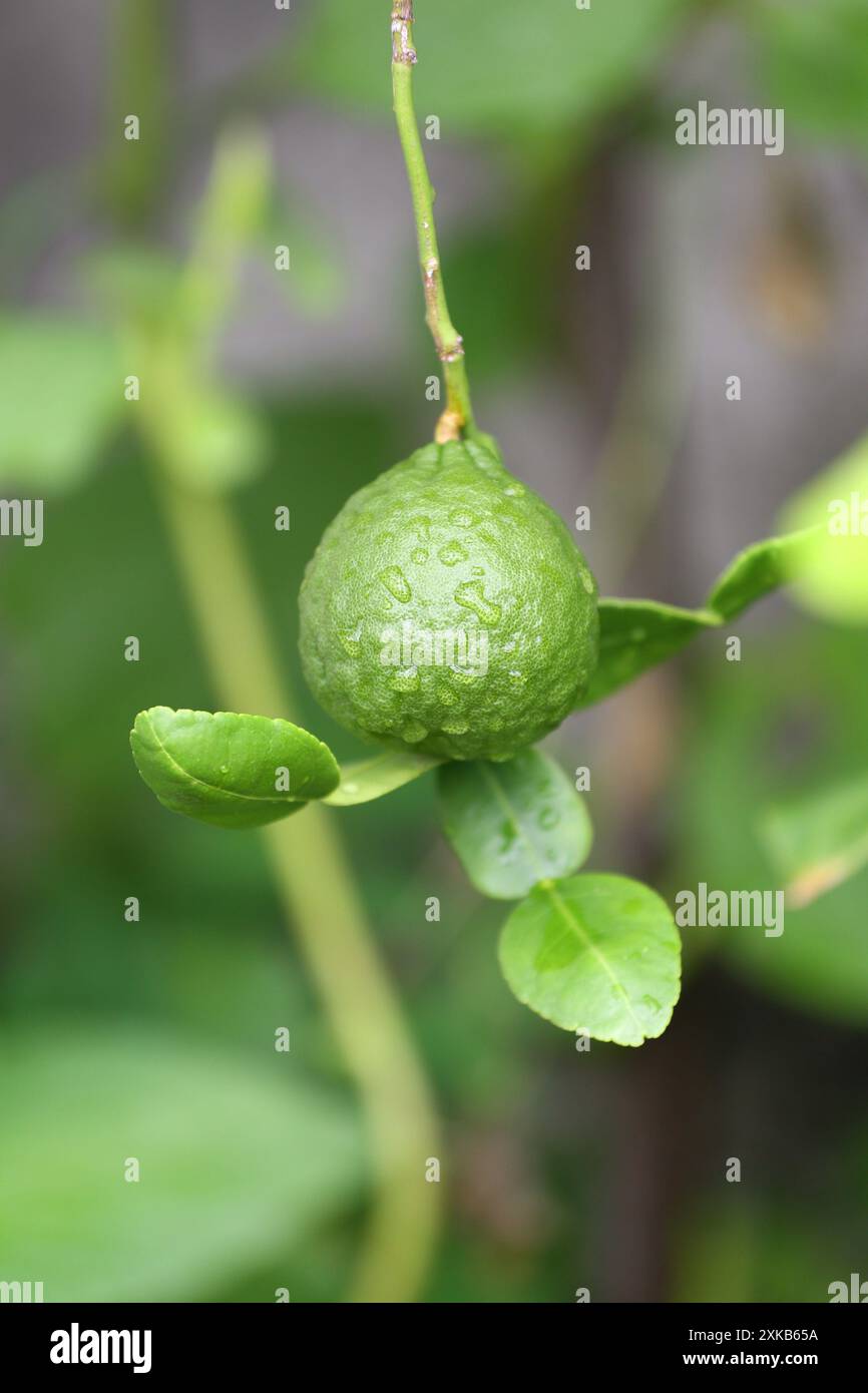 A green kaffir lime with water droplets hanging on the tree. Stock Photo