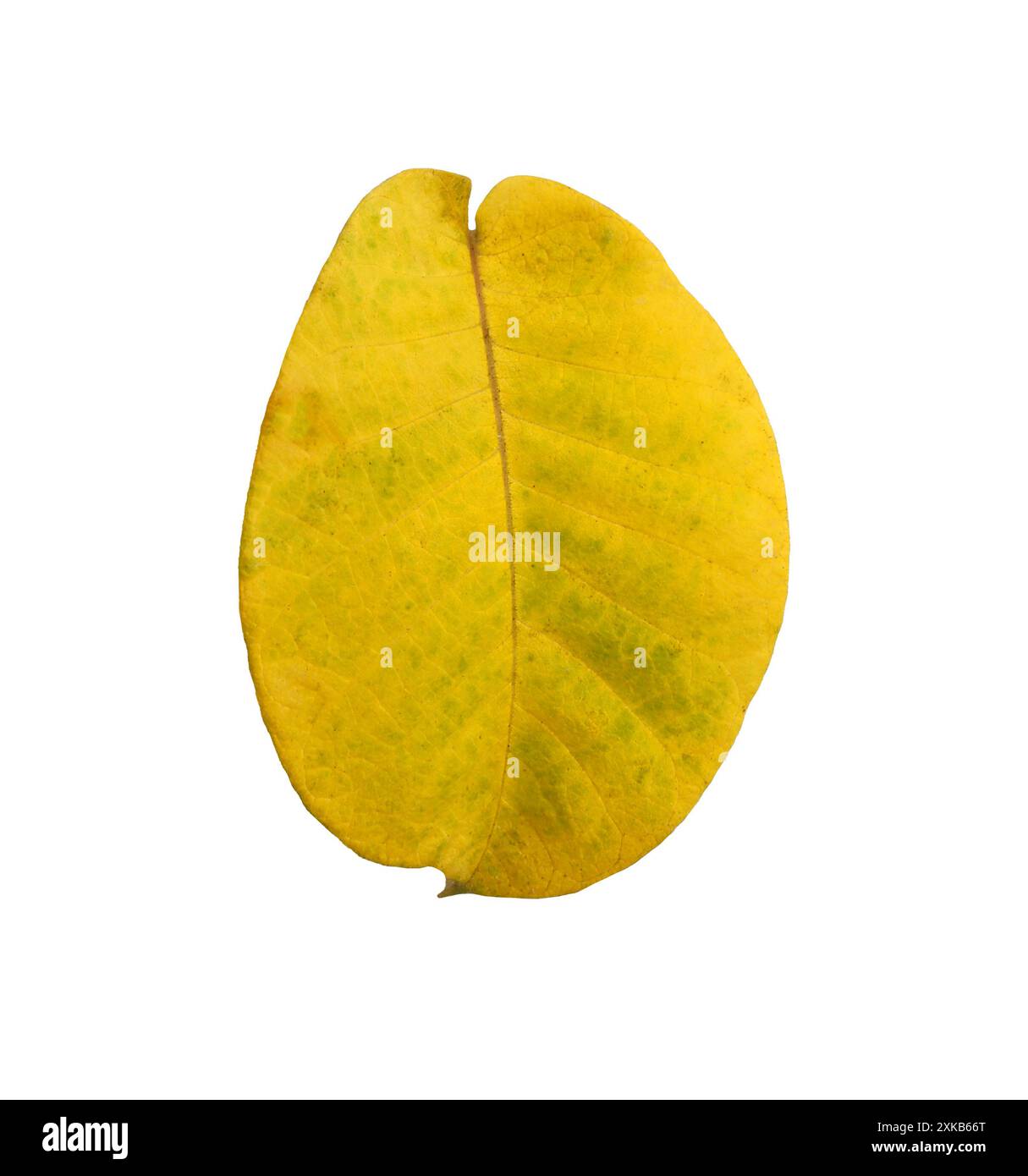 The front of the yellow leaf, isolated on white background and have ...