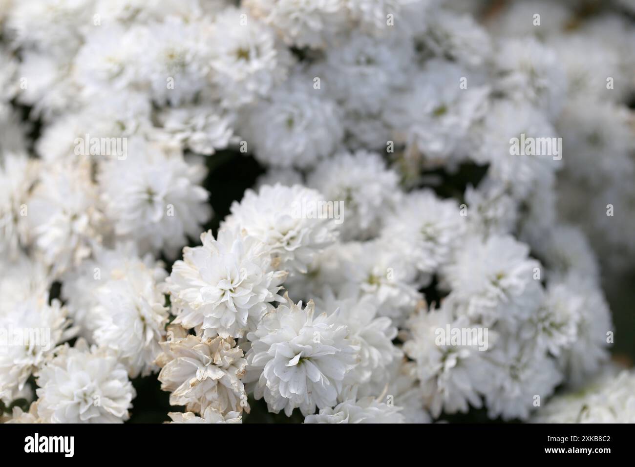 Chrysanthemums bush hi-res stock photography and images - Alamy