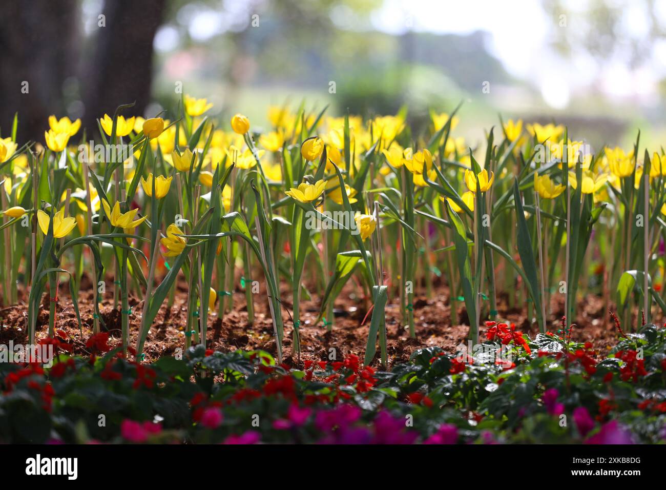 Yellow tulips are blooming in a flower bed surrounded by colorful ...
