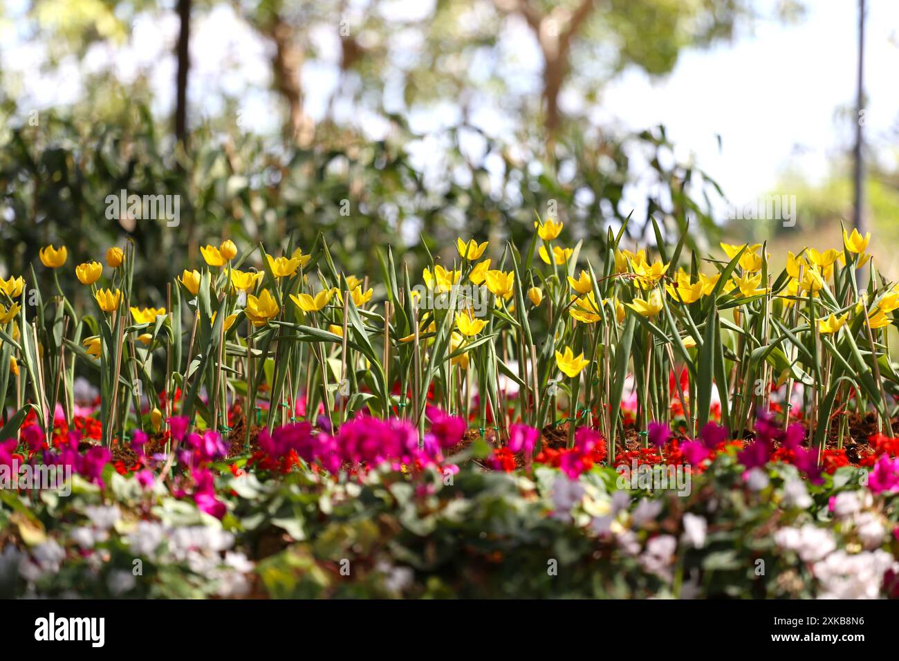 Yellow tulips are blooming in a flower bed surrounded by colorful ...