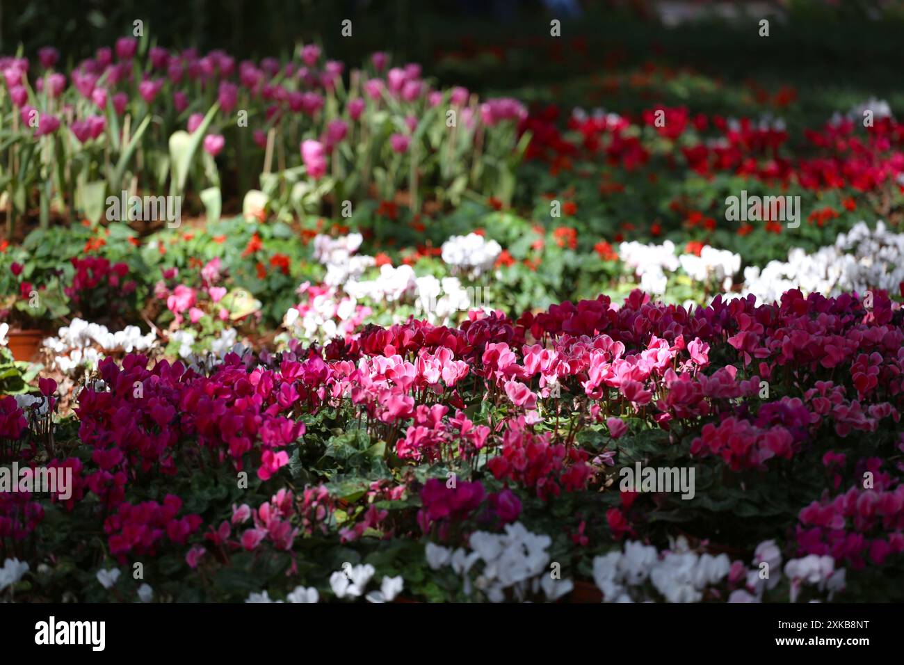 Various kinds of colorful flowers blooming in the flower beds in the flower garden. Stock Photo