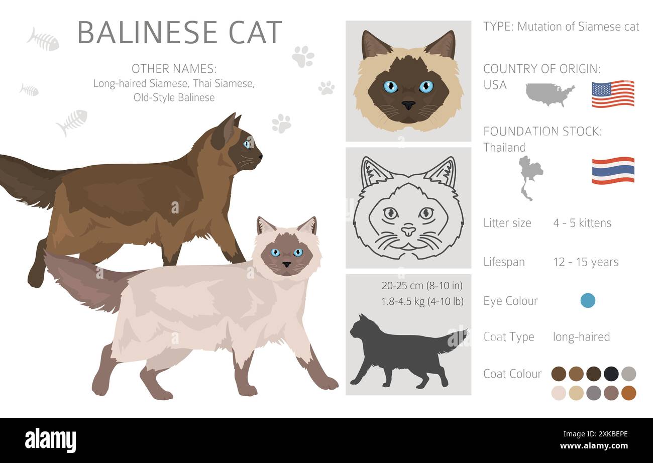 Balinese cat, Long haired Siamese clipart. All coat colors set.  All cat breeds characteristics infographic. Vector illustration Stock Vector