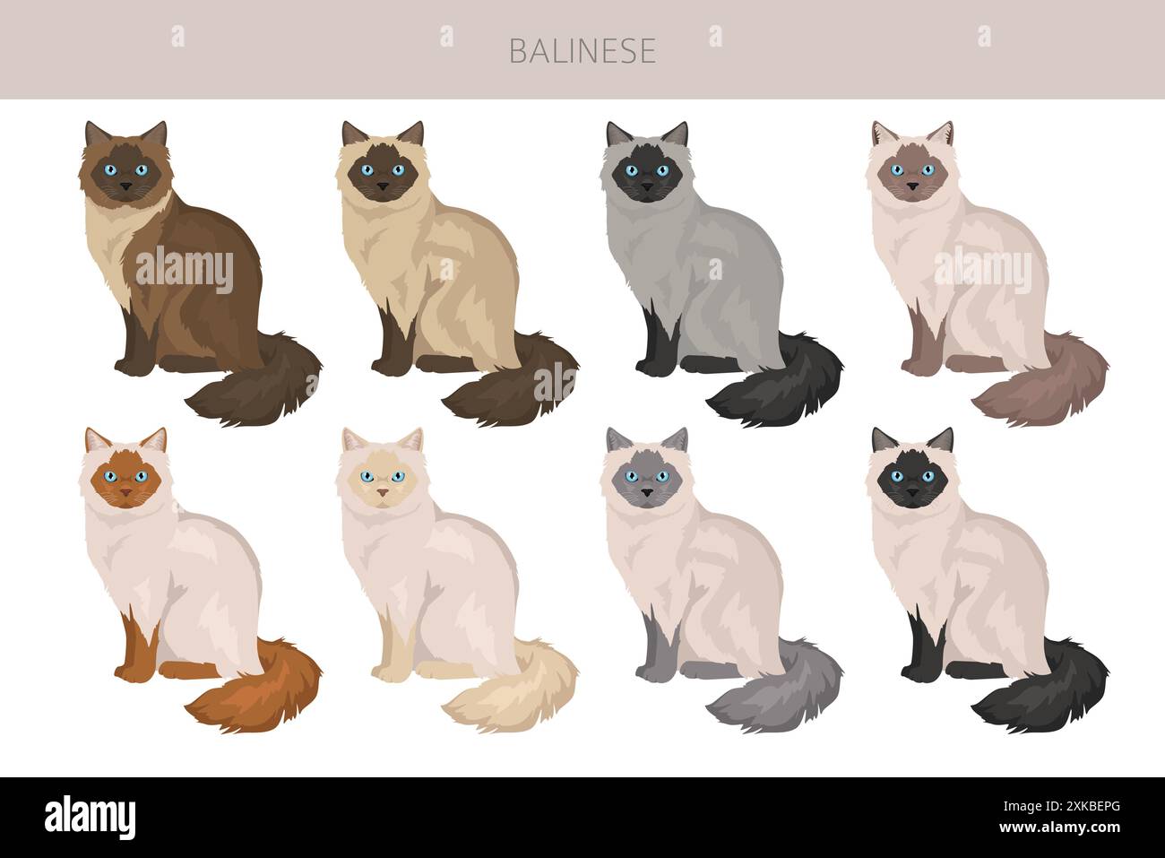 Balinese cat, Long haired Siamese clipart. All coat colors set. All cat ...