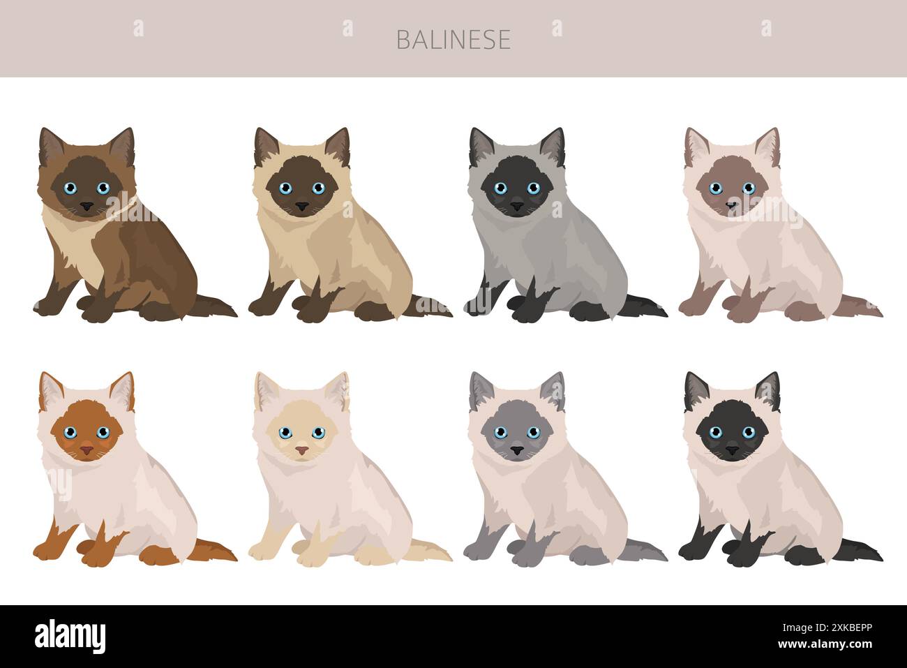 Balinese cat, Long haired Siamese clipart. All coat colors set. All cat ...