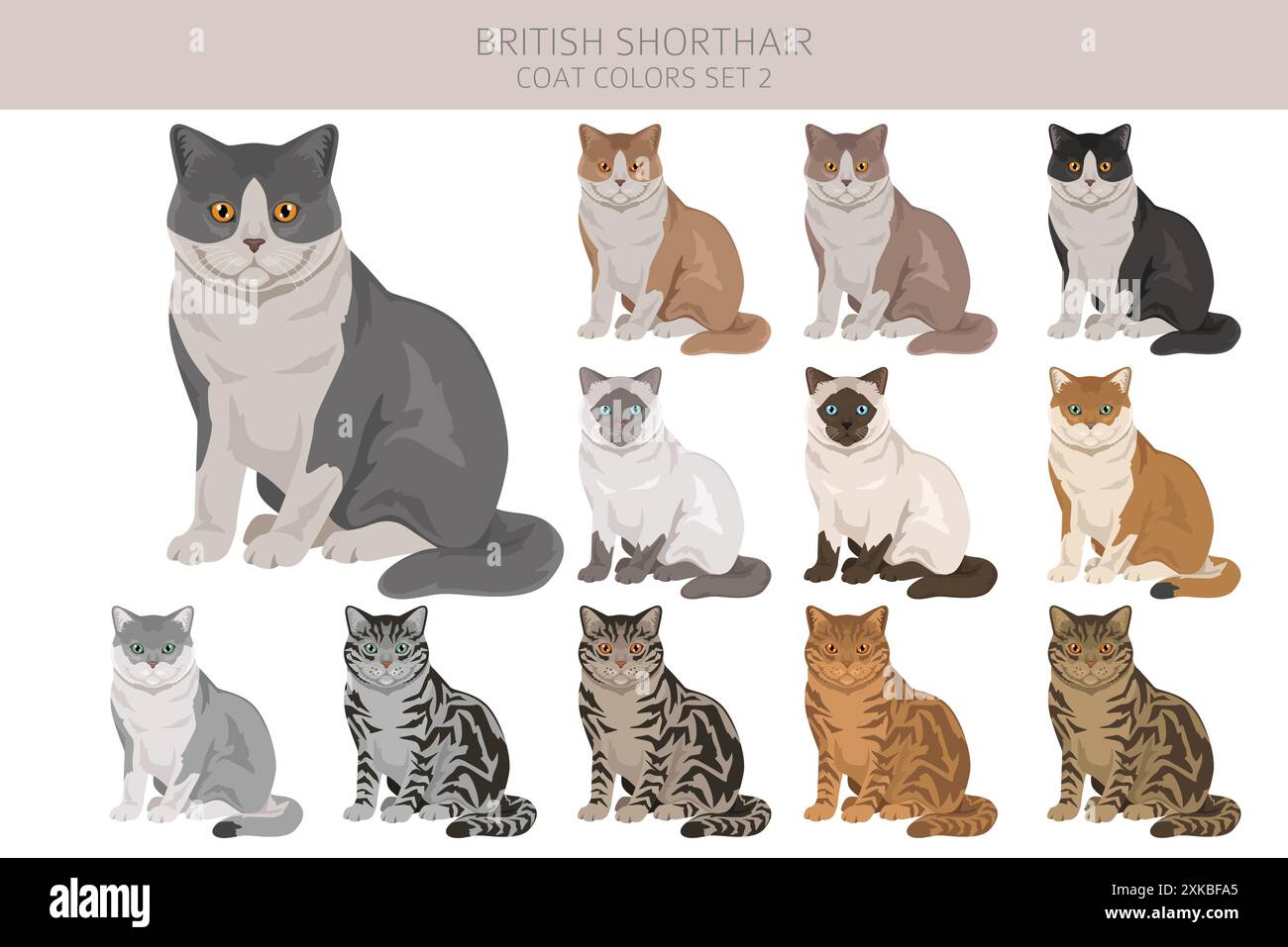 British Shorthair Cat Clipart All Coat Colors Set All Cat Breeds British Shorthair Cat Clipart All Coat Colors Set All Cat Breeds