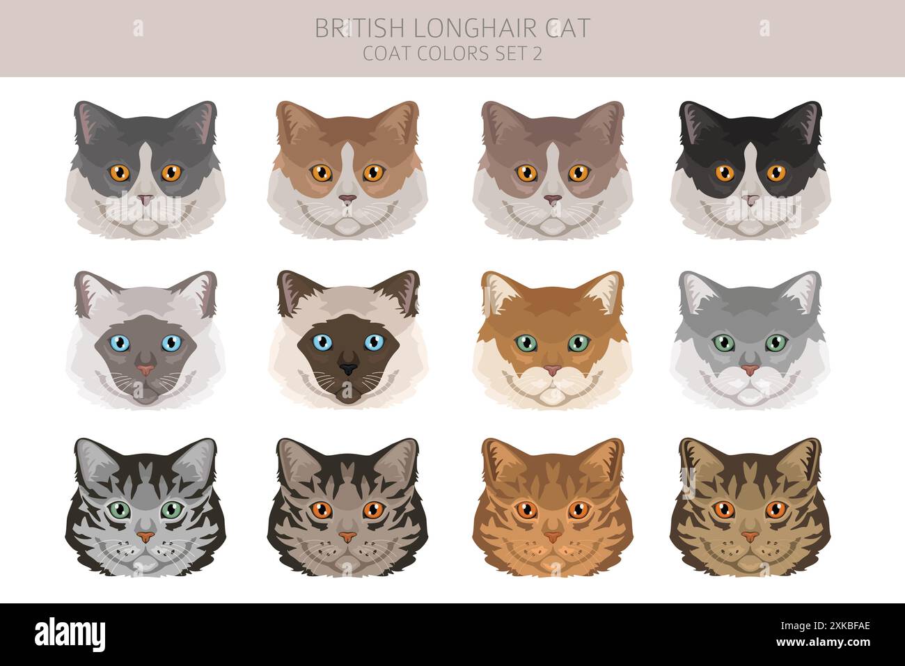 British longhair Cat clipart. All coat colors set.  All cat breeds characteristics infographic. Vector illustration Stock Vector