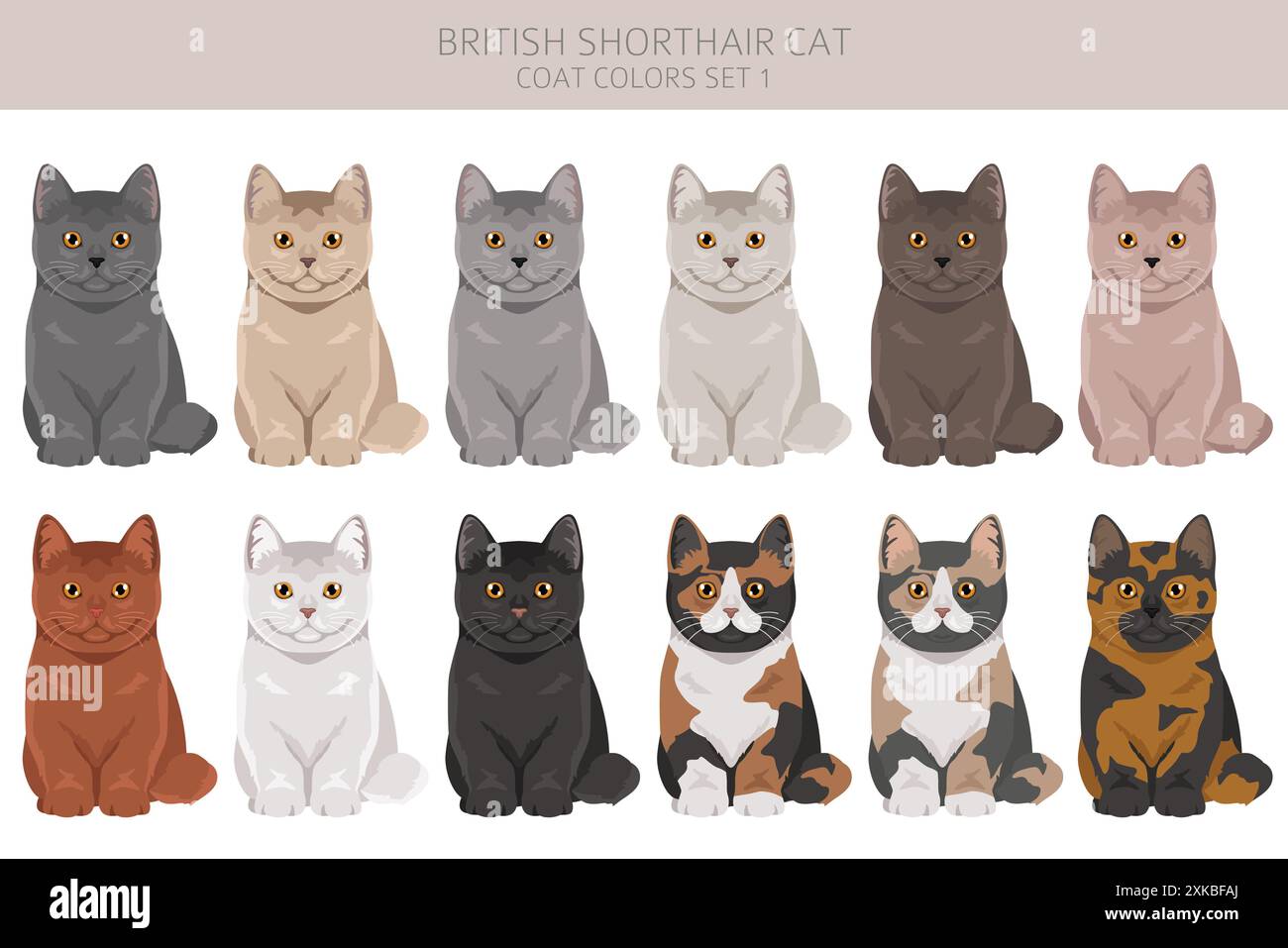 British shorthair Cat clipart. All coat colors set.  All cat breeds characteristics infographic. Vector illustration Stock Vector