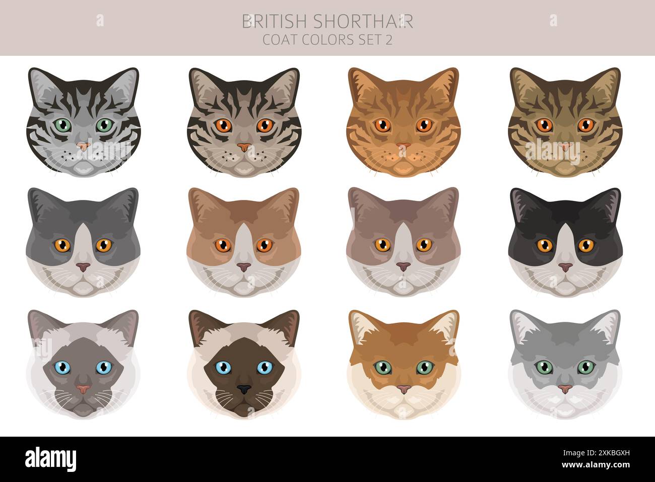 Cat Breeding Colour Chart Cat Breeding Colour Chart