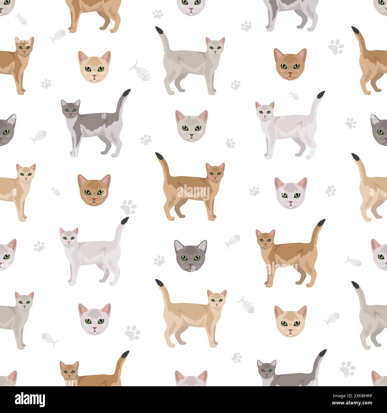 Kitten Color Patterns Burmilla Cat seamless pattern. All coat colors set. All cat breeds ...