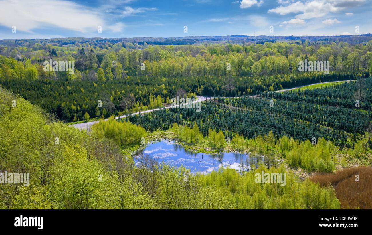 A quiet morning in Gisselfeld Klosters Skove, Denmark. Sunlight filters through the lush canopy of linden and beech trees, casting vibrant green hues Stock Photo