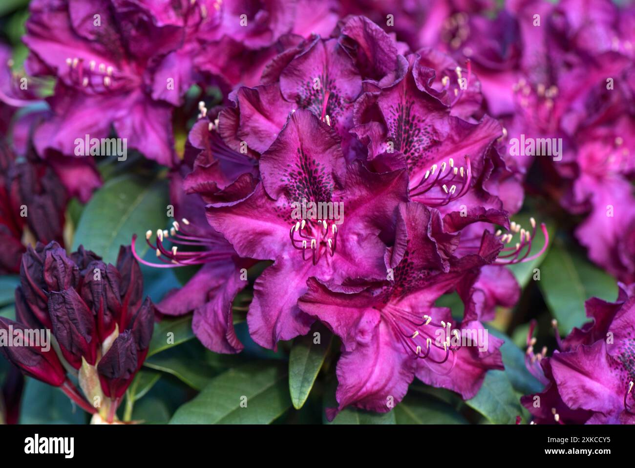 Deep purple black spotted flowers of Rhododendron 'Hamilcar' with stamens and anthers fully formed, Berkshire, May Stock Photo