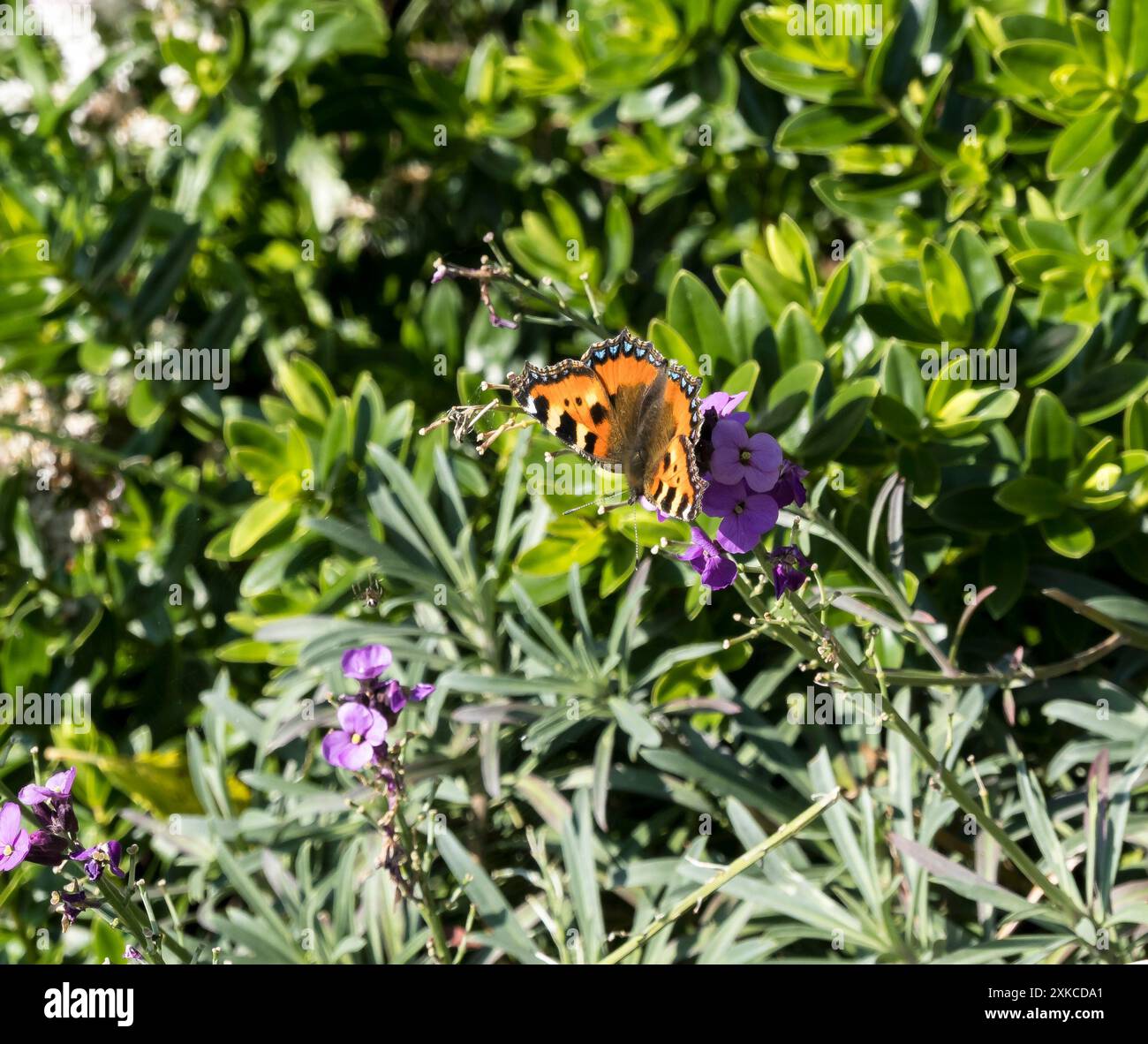 Small tortoiseshell butterfly feeding on purple flowers Stock Photo