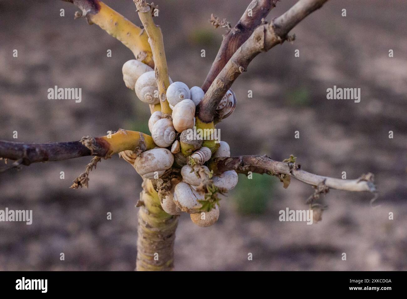 bunch of white snails on a tree branch in the wild Stock Photo - Alamy
