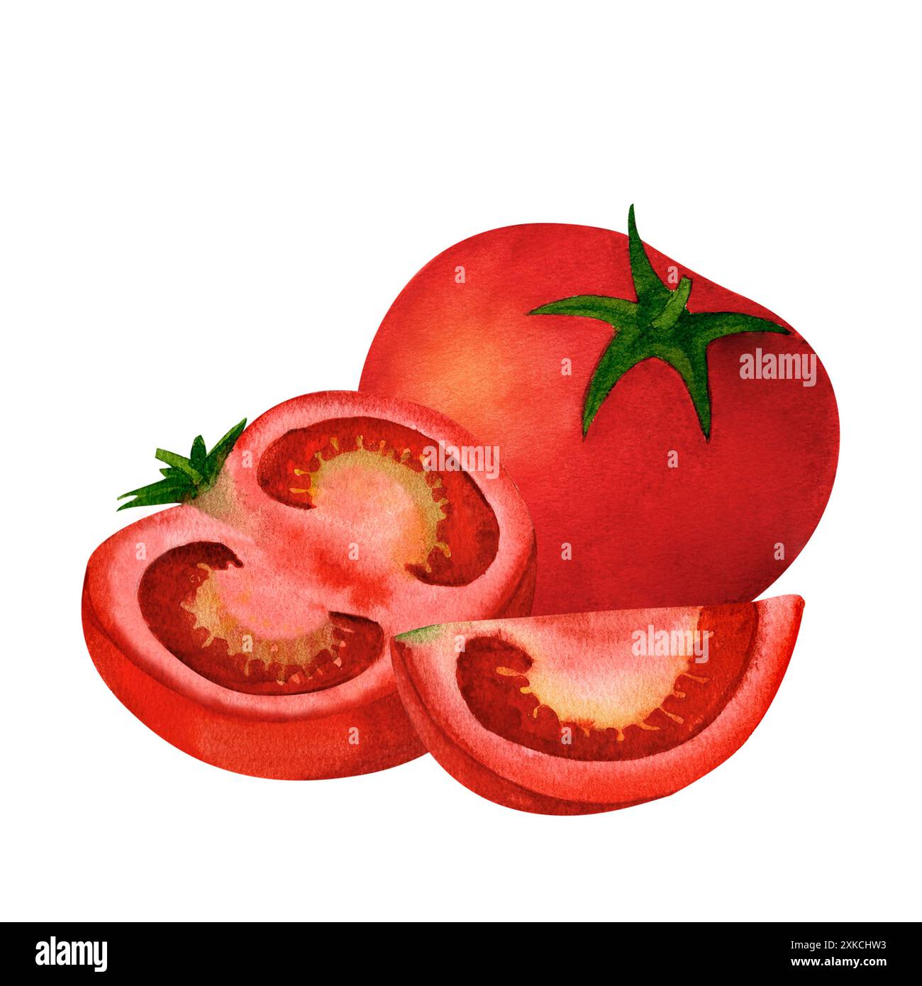 Red tomato, watercolor illustration, isolated on white background. For ...