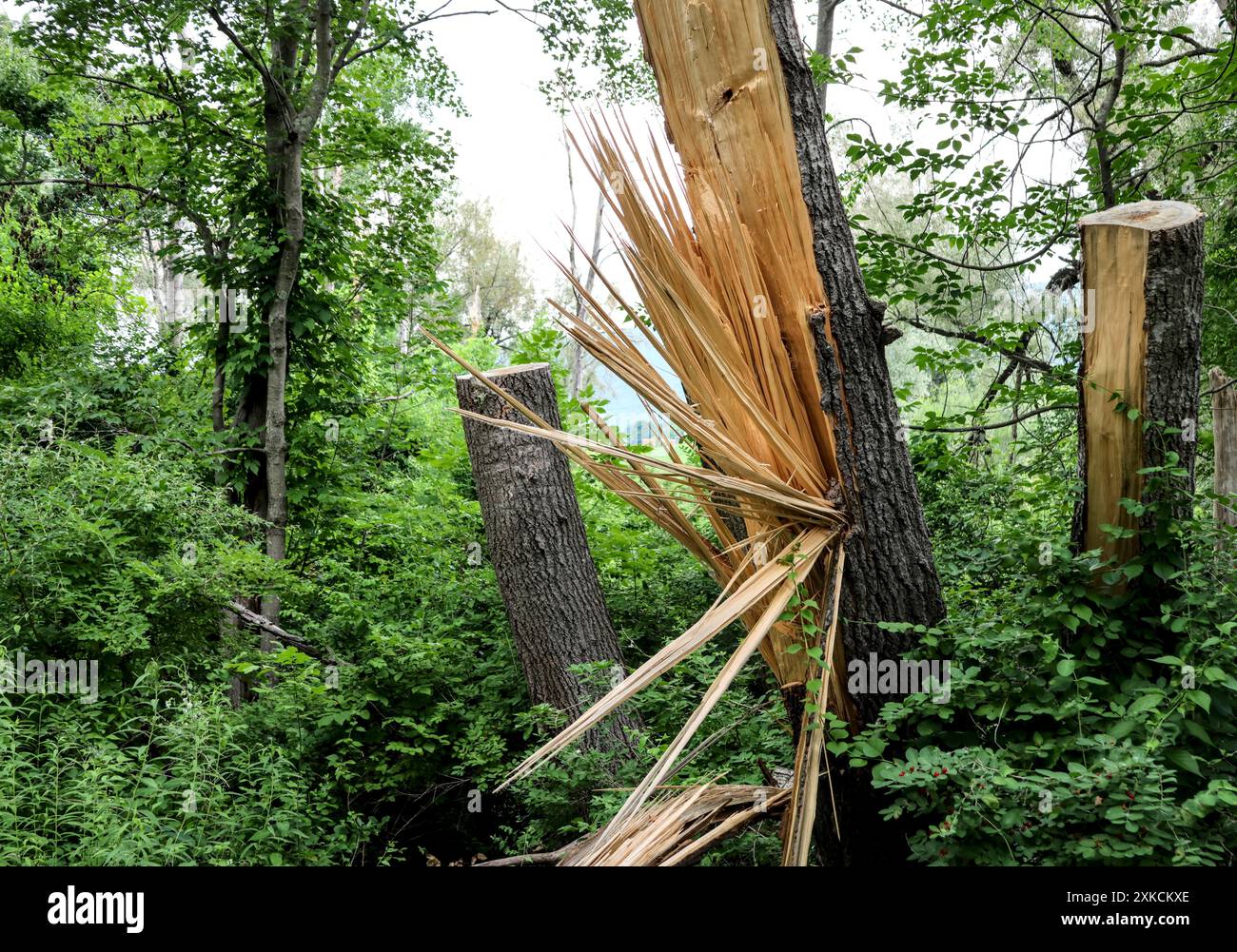 tree trunk split in the middle by lightning flash (dead damaged trees ...
