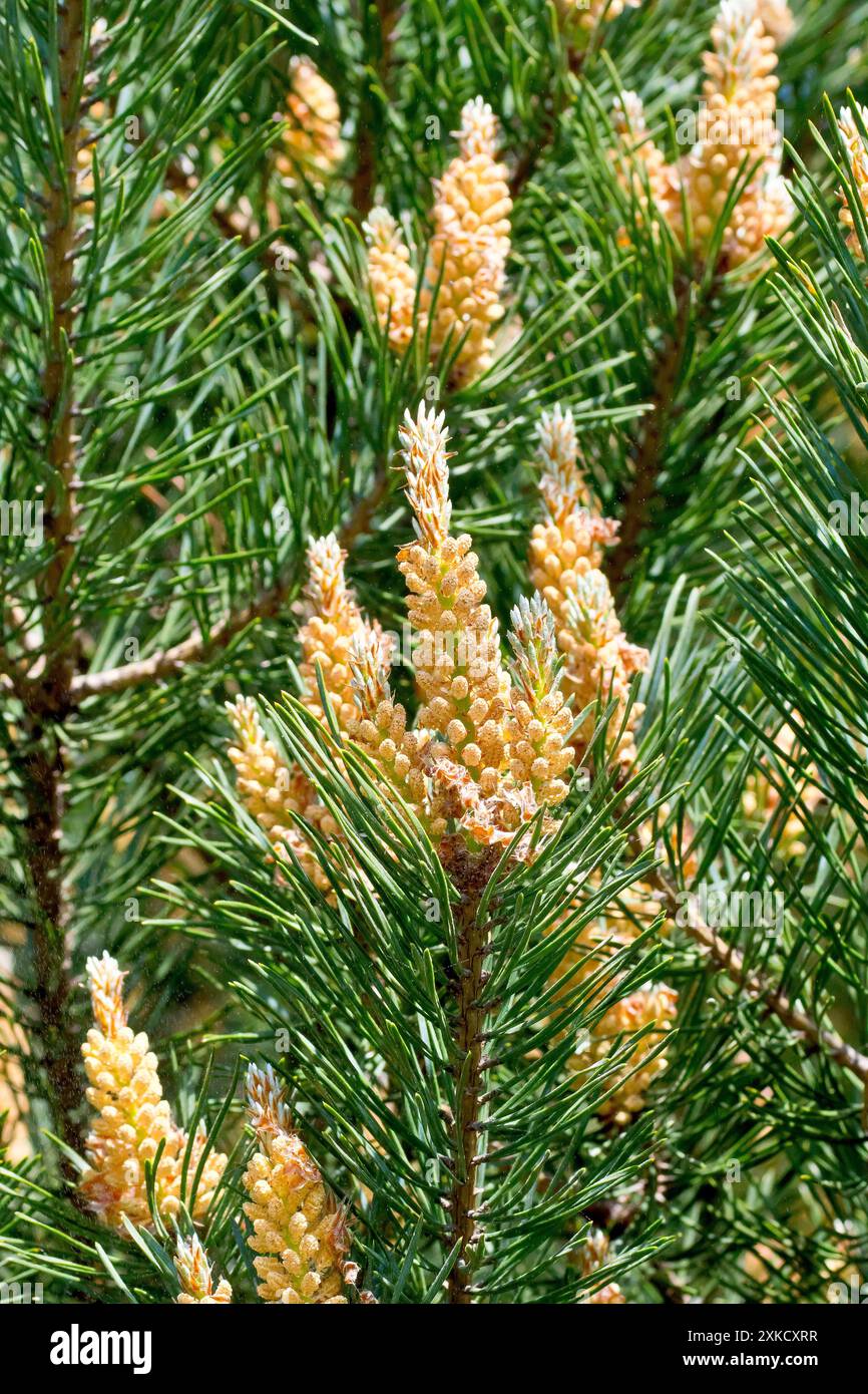 Scot's Pine (pinus sylvestris), close up focusing on a single ...