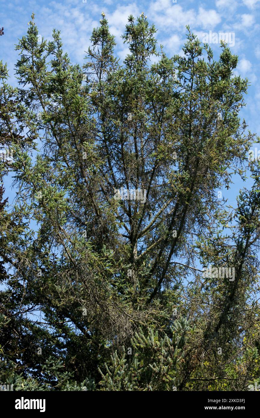 Lijiang Spruce tree Picea likiangensis Stock Photo