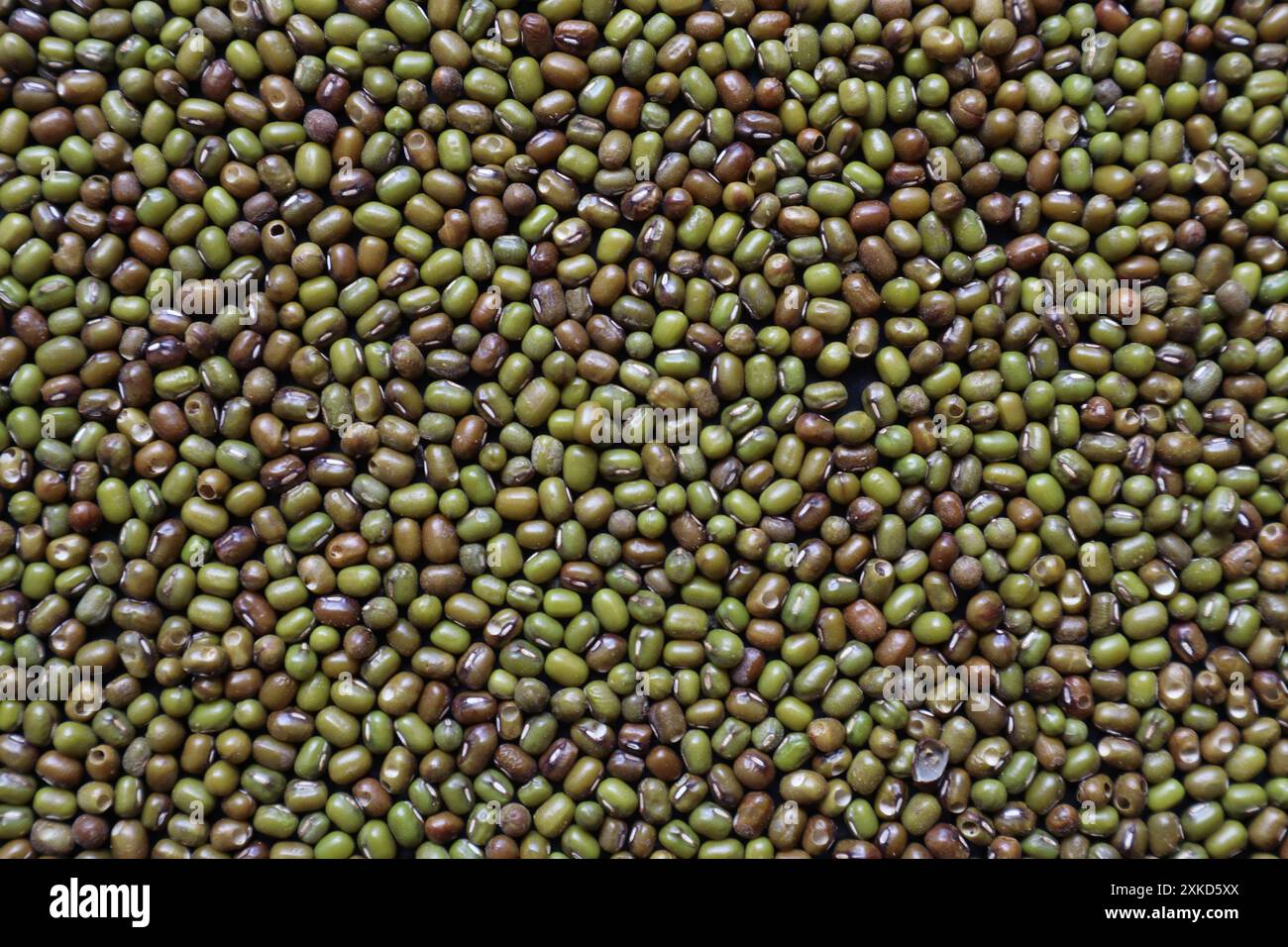 Background of grains of beans laying on a table to inspect bite marks ...