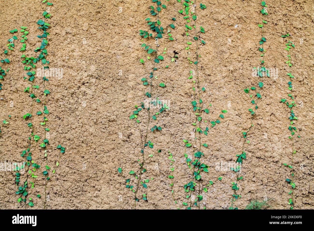 Vines on concrete walls hi-res stock photography and images - Alamy