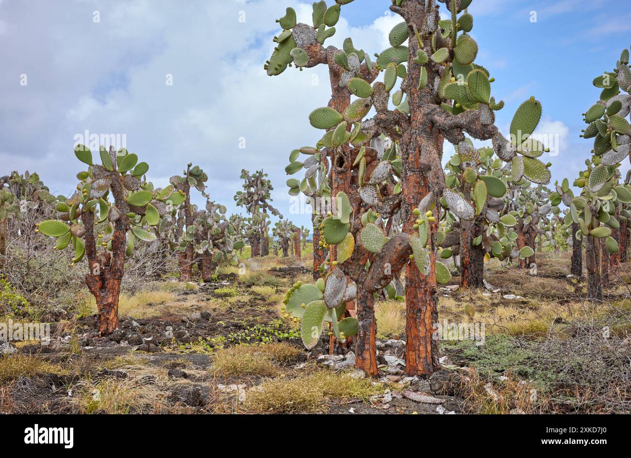 Galapagos islands ecuador hi-res stock photography and images - Alamy