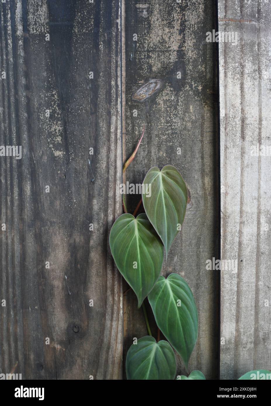 Philodendron scandens micans hi-res stock photography and images - Alamy