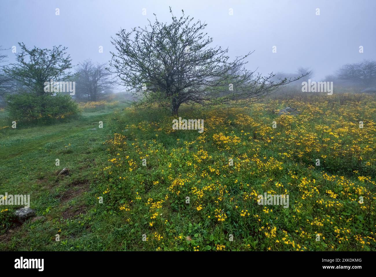 Misty, foggy morning on the Appalachian Trail at the entrance to the ...