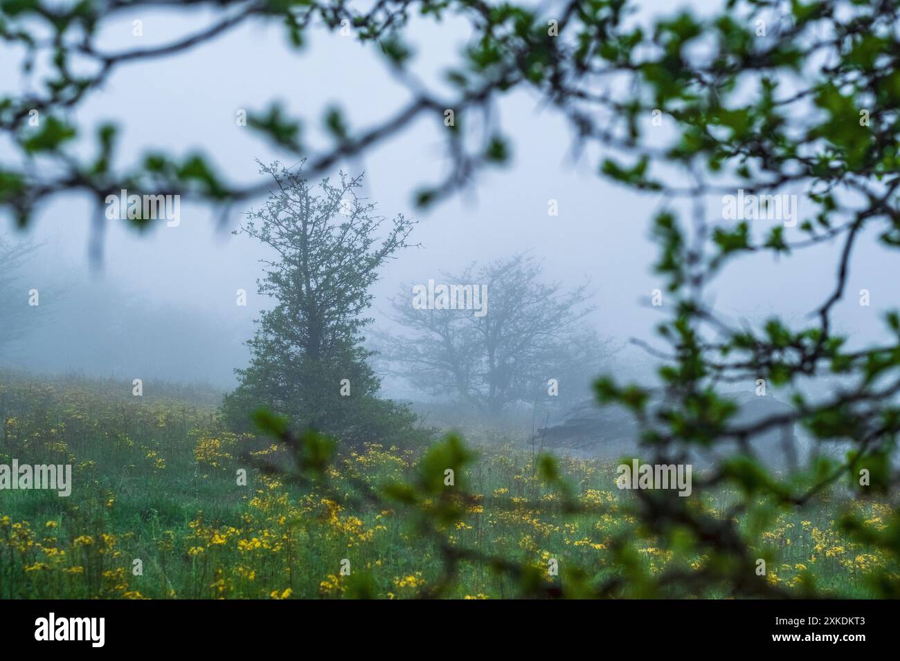 Misty, foggy morning on the Appalachian Trail at the entrance to the ...