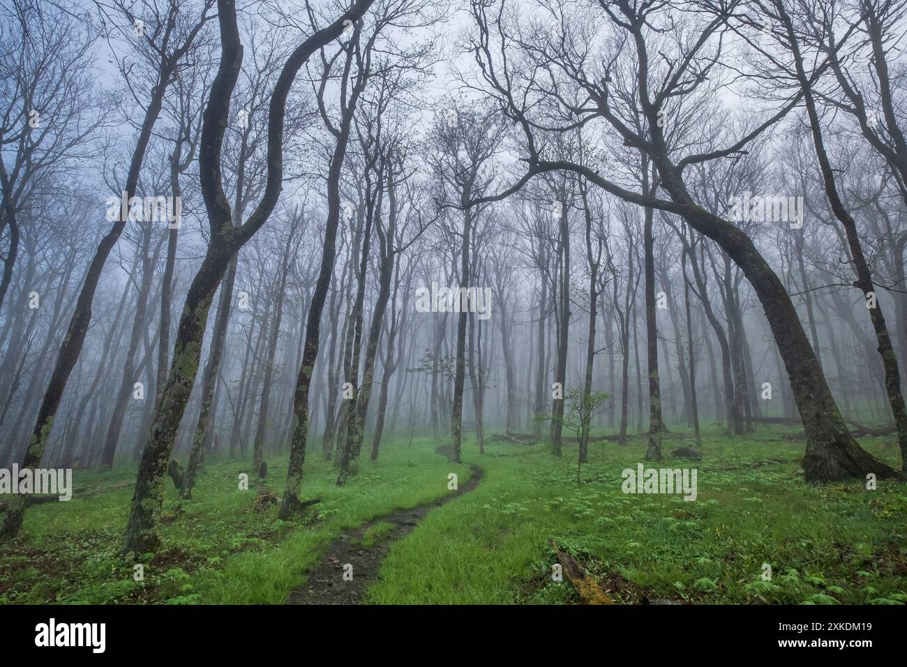 Misty, foggy morning on the Appalachian Trail at the entrance to the ...