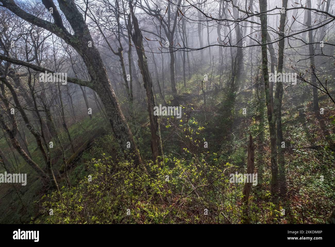 Misty, foggy morning on the Appalachian Trail at the entrance to the ...
