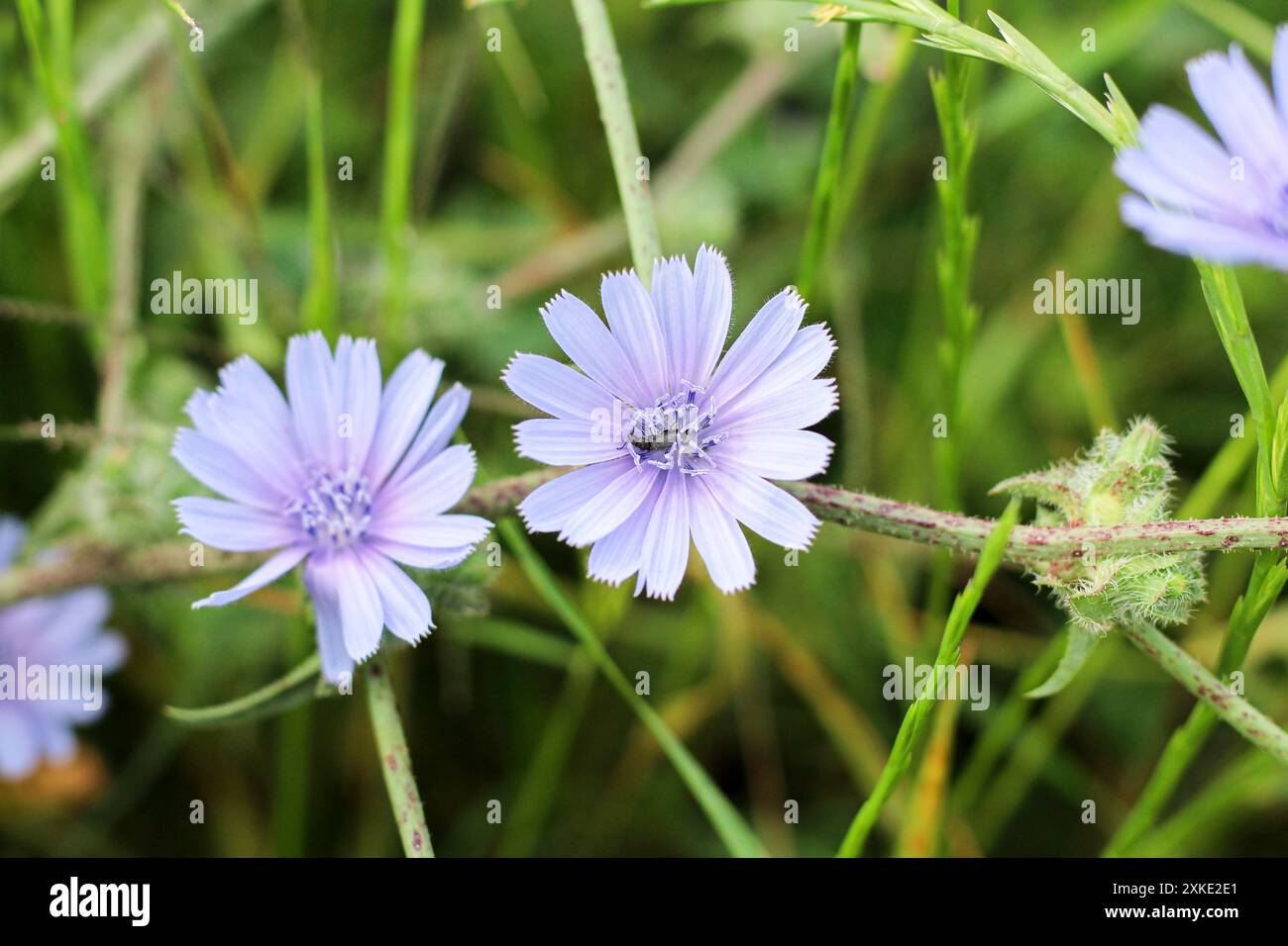 Blossom common chicory (Cichorium intybus) plant in nature with black bug. Selective focus on purple flower. Stock Photo