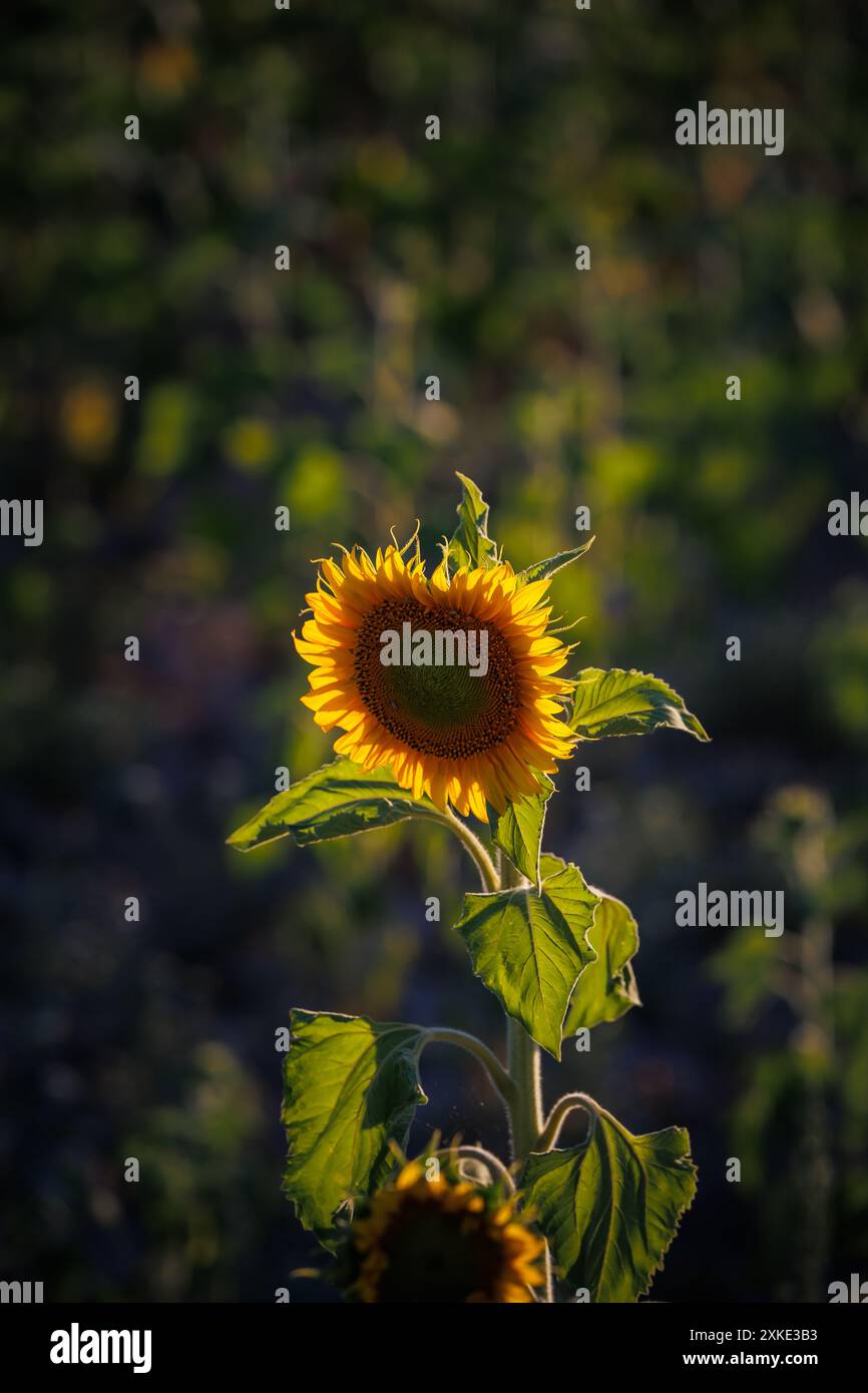 Sunflower field at sunrise with sunflower with yellow petals, raw material for sunflower oil and sunflower seeds Stock Photo