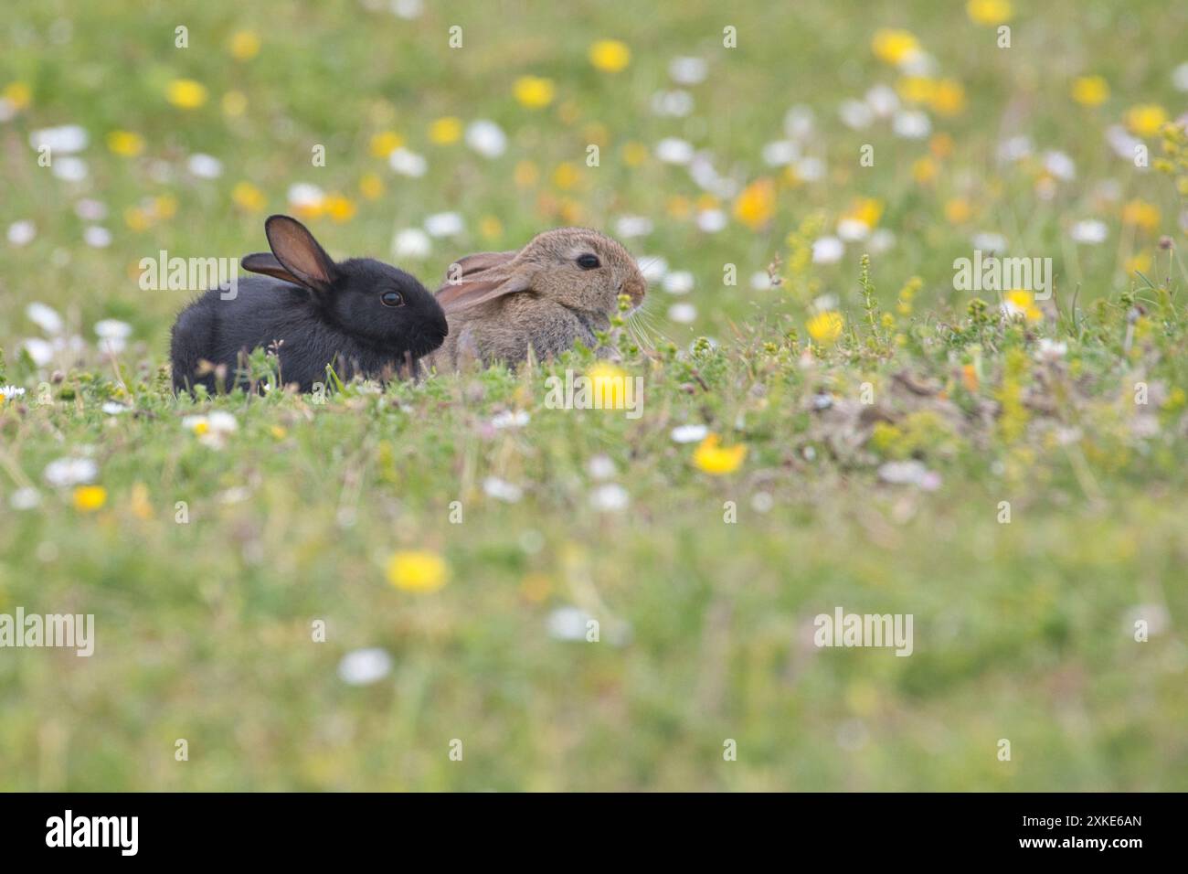 Black rabbit oryctolagus cuniculus hi-res stock photography and images ...