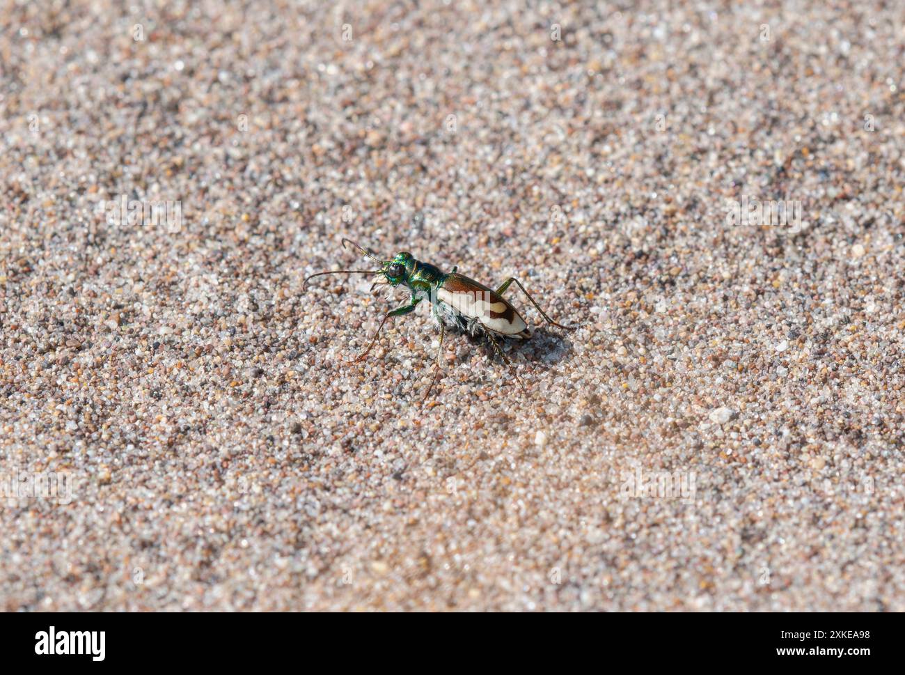 A Colorado Dune Tiger Beetle; Cicindela theatina; walks across a