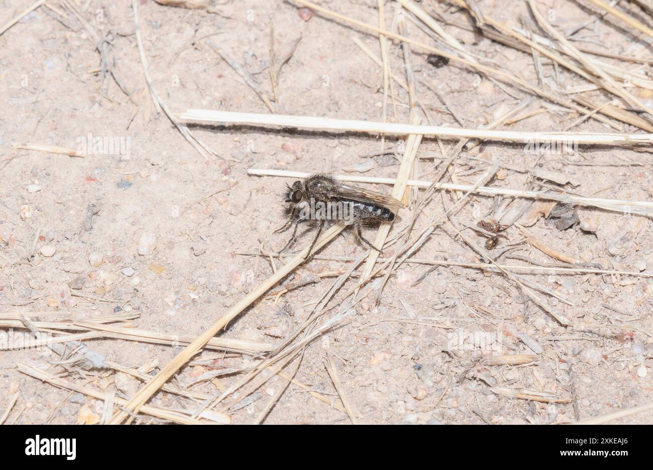 A small; grey Comantella robber fly; with black stripes and a furry ...