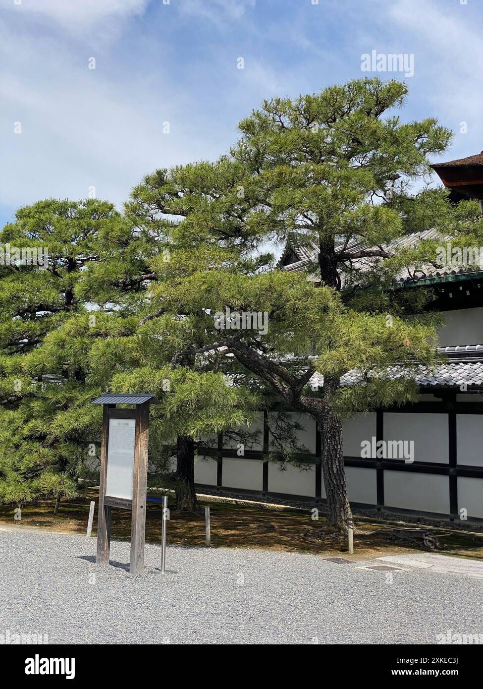 Photo of a Pinus thunbergii, black pine, Japanese black pine or Japanese pine in Motorikyu or Moto-Rikyu Nijo Castle in Kyoto, Japan. Stock Photo