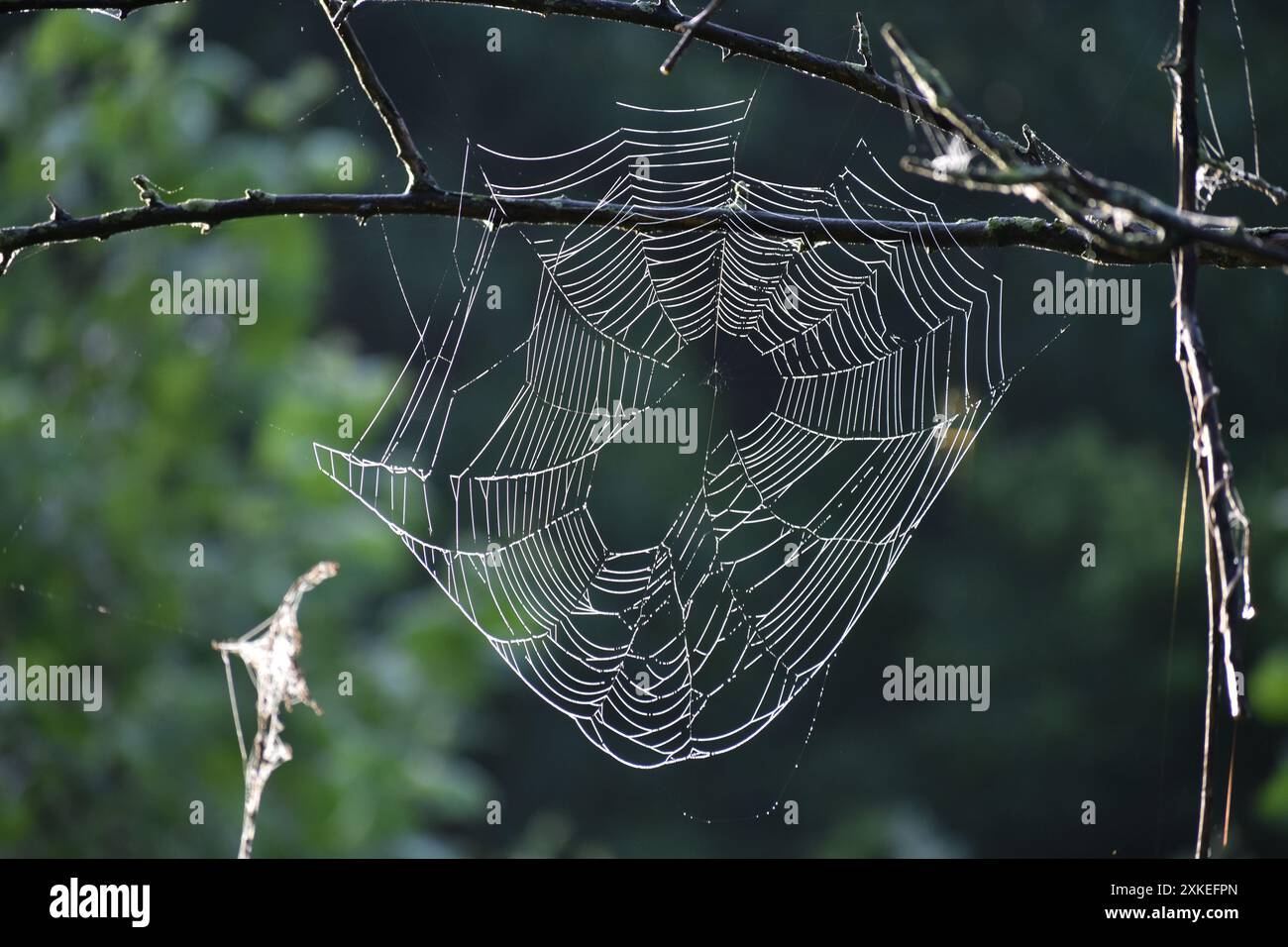 Ornate spider web hangs from small tree branch Stock Photo