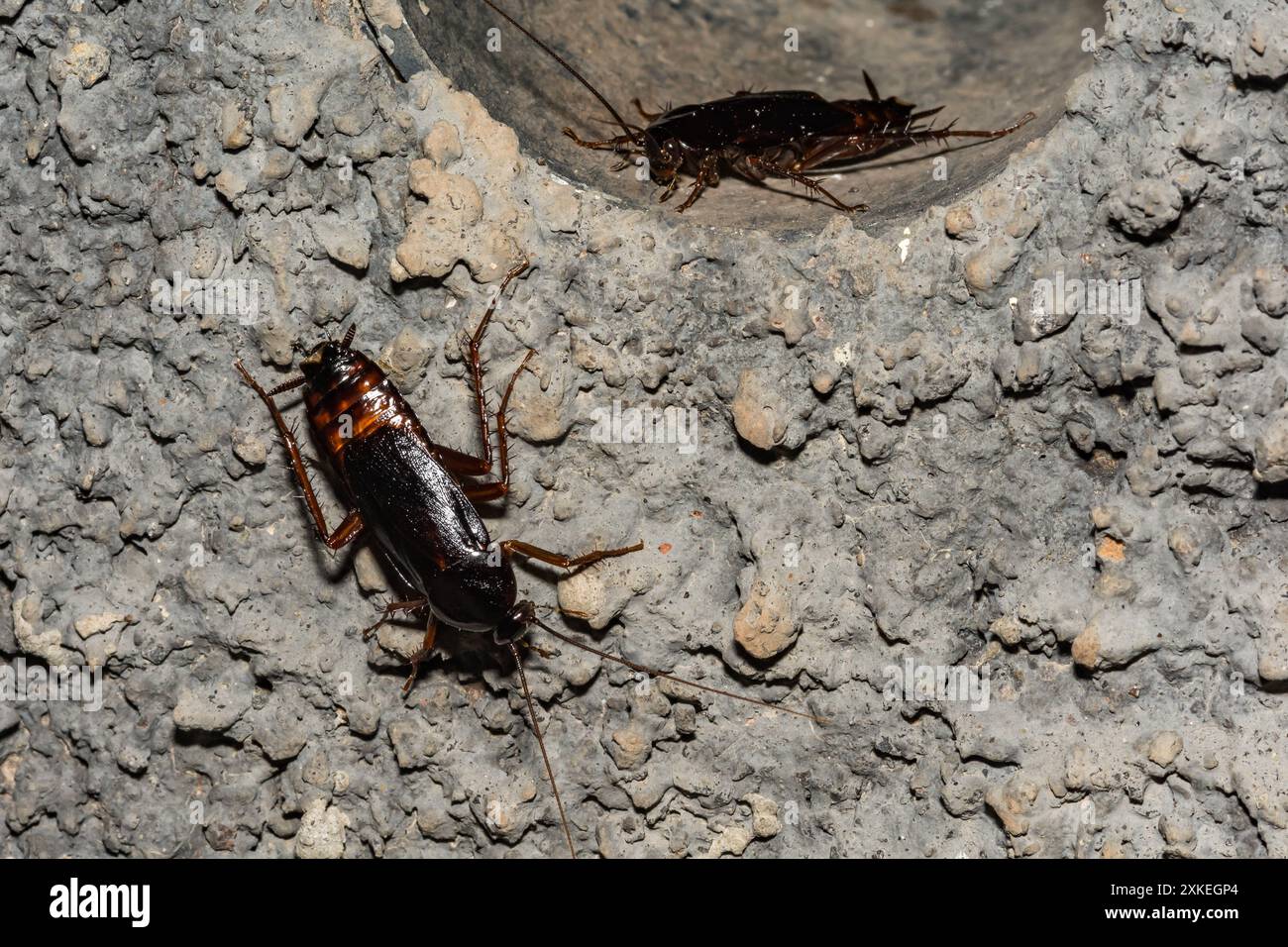 Cockroach species hi-res stock photography and images - Alamy