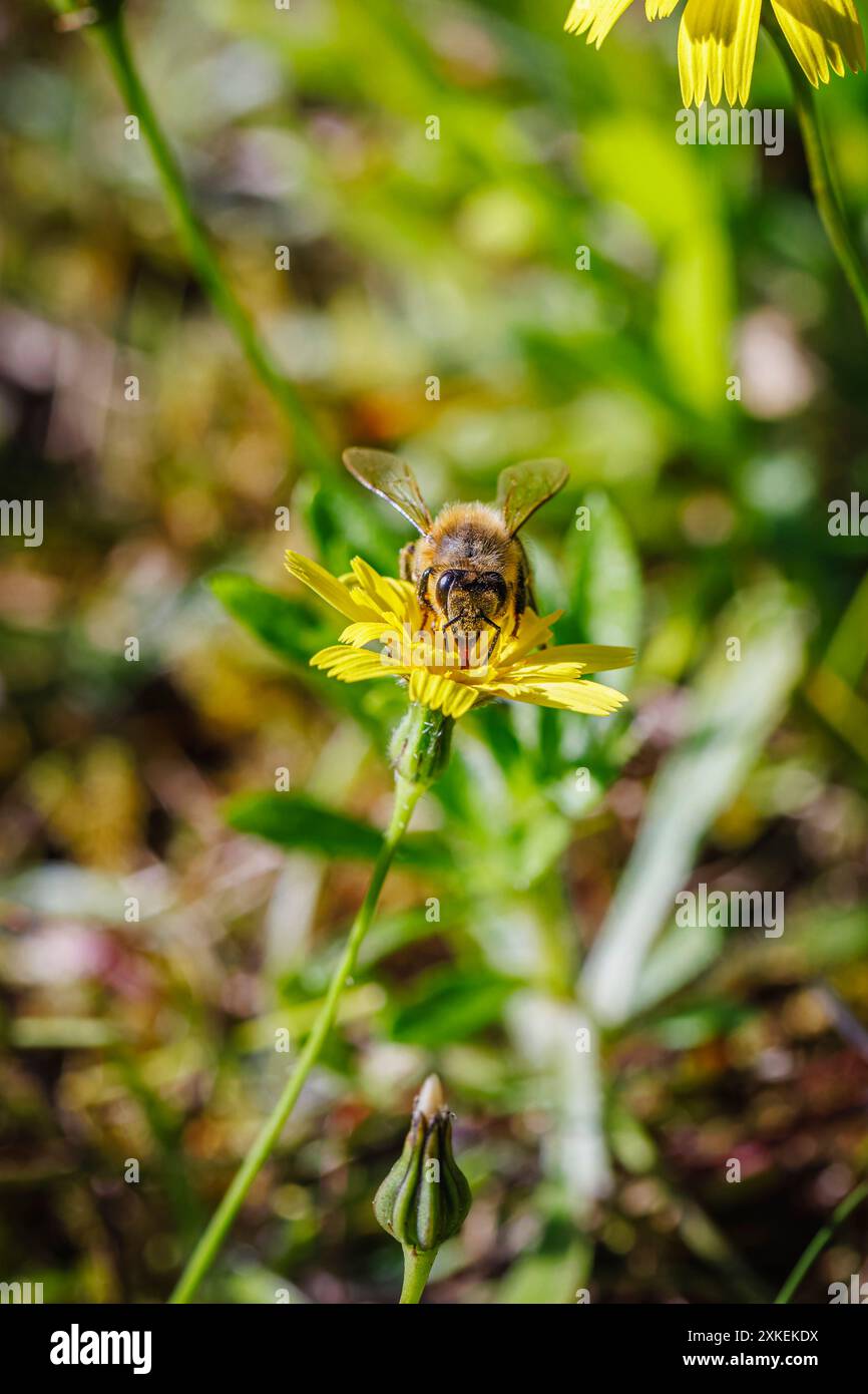 No Mow May: a honeybee (Apis mellifera) collects pollen and nectar on a yellow cat's ear (Hypochaeris radicata) plant, a common lawn weed, Surrey, UK Stock Photo