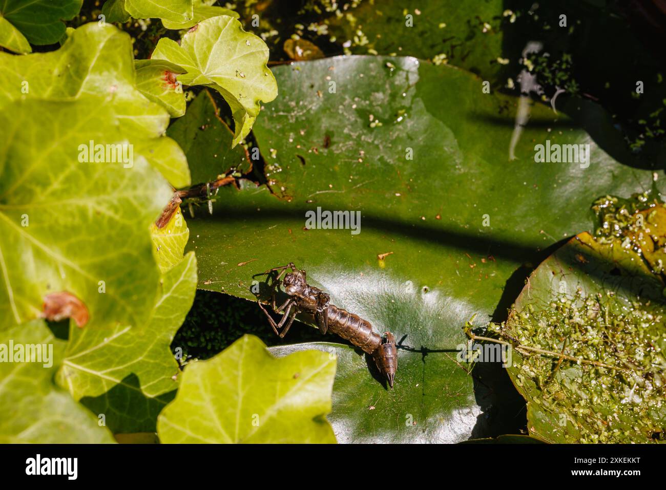 The discarded shed skin or exoskeleton of a dragonfly larvae (nymph) on a water-lily leaf in a garden pond in Surrey, south-east England in summer Stock Photo