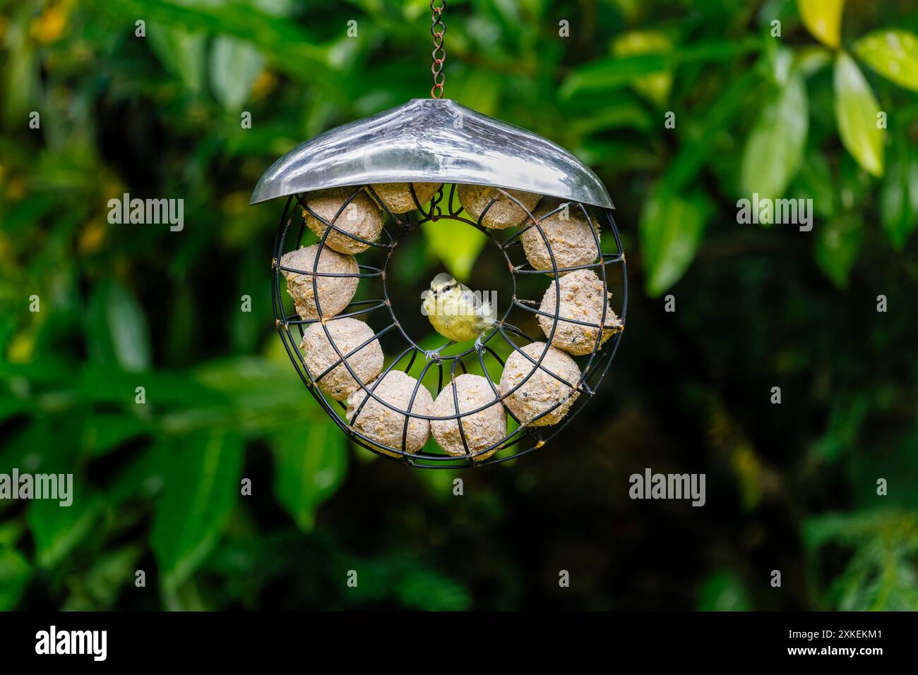 A juvenile Eurasian blue tit (Cyanistes caeruleus) perches in a round fat ball bird feeder in a garden in Surrey, south-east England Stock Photo