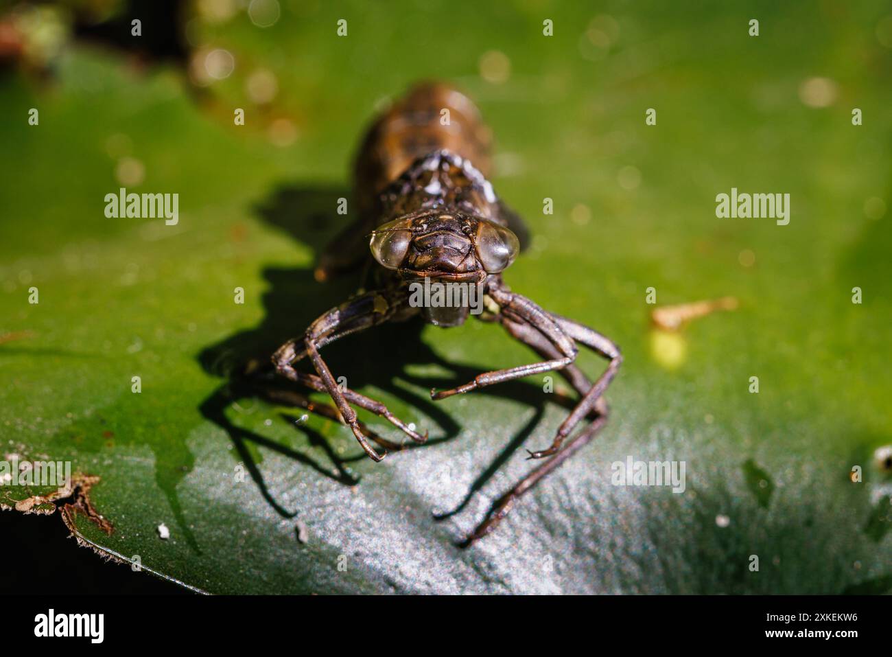 The discarded shed skin or exoskeleton of a dragonfly larvae (nymph) on a water-lily leaf in a garden pond in Surrey, south-east England in summer Stock Photo