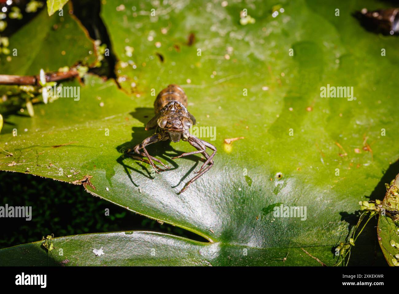 The discarded shed skin or exoskeleton of a dragonfly larvae (nymph) on a water-lily leaf in a garden pond in Surrey, south-east England in summer Stock Photo