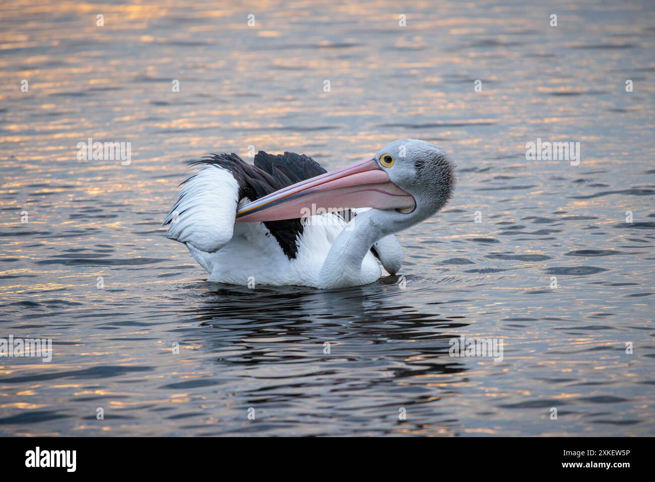 Australian pelican grooming at sunset on the Noosa River in Queensland Stock Photo