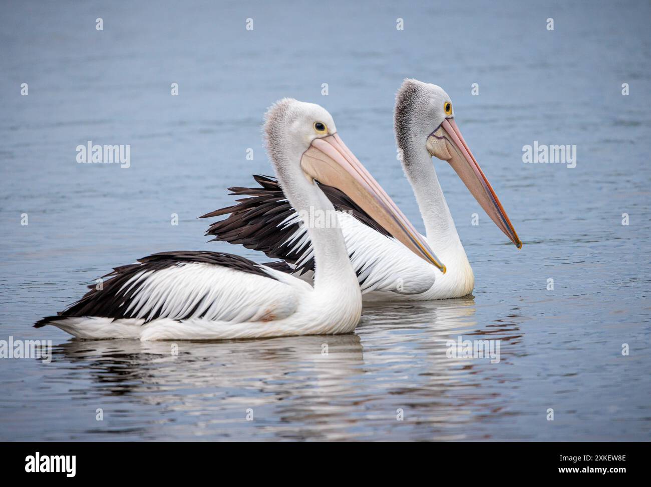 Pair of Australian pelicans at sunset on the Noosa River in Queensland Stock Photo