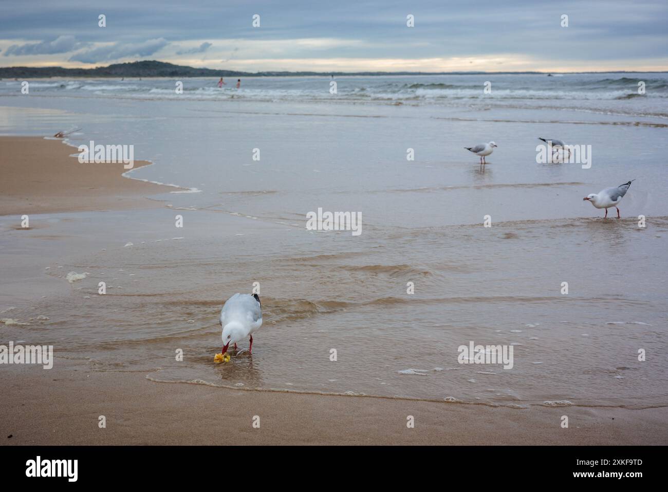 Silver gulls on the beach at Noosa, Queensland, Australia Stock Photo