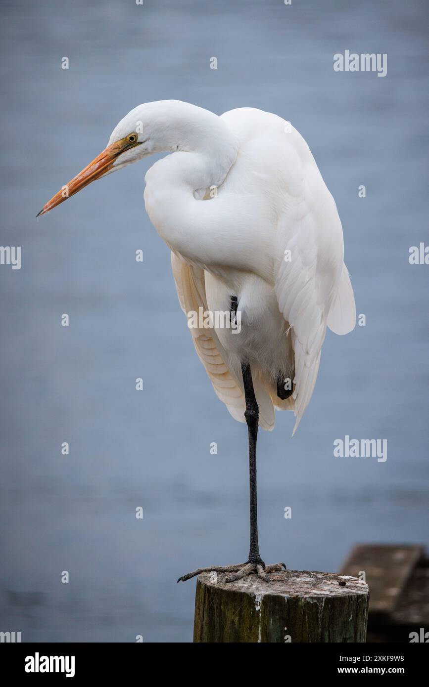 Great Egret perched on a pole in the Noosa River, Queensland, Australia. Stock Photo